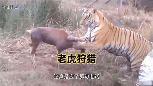 王老虎被爆料了吗视频在线观看,揭秘背后惊人真相  第1张